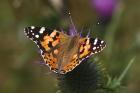 Painted Lady by Mick Dryden