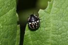 Southern Green Shield Bug by Richard Perchard