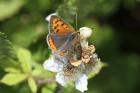 Small Copper by Mick Dryden