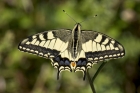 Swallowtail by Romano da Costa