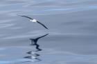 Black-browed Albatross by Regis Perdriat