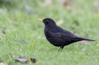 Blackbird by Romano da Costa