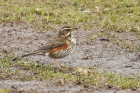 Redwing by Mick Dryden