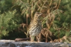 Song Thrush by Mick Dryden