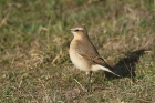 Northern Wheatear by Mick Dryden