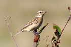 Whinchat by Chris Eve