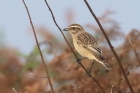 Whinchat by Mick Dryden