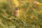 Whinchat by Mick Dryden