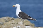Great Black-backed Gull by Mick Dryden