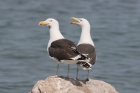 Great Black-backed Gulls by Mick Dryden