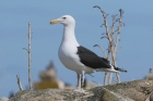 Great Black backed Gull by Mick Dryden