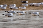 Herring Gulls by Romano da Costa