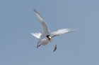 Little Tern by Stewart Logan