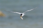 Little Tern by Stewart Logan