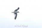 Sabine's Gull by John Ovenden