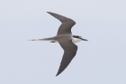 Bridled Tern by Mick Dryden