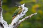 Austral Parakeet by Miranda Collett