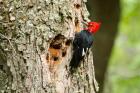 Magellanic Woodpecker by Miranda Collett