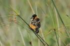 Rusty-collared Seedeater by Mick Dryden