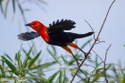 Scarlet-headed Blackbird by Miranda Collett