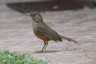 Rufous-bellied Thrush by Mick Dryden