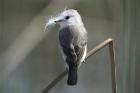White-headed Tyrant by Mick Dryden